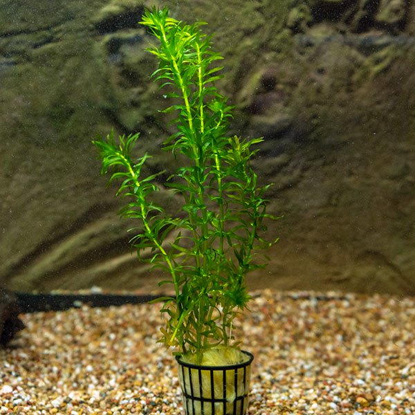 Anacharis Anacharis